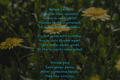 Yellow and Green Minimalist Nature Quote Instagram Post  - Yellow and Green Minimalist Nature Quote Instagram Post Yellow and Green Minimalist Nature Quote Instagram Post  - Yellow and Green Minimalist Nature Quote Instagram Post