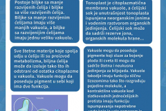 Органеле-реклама-10