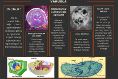 VAKULA