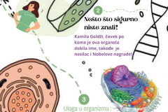 Органеле-реклама-2