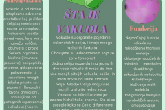 Органеле-реклама-3