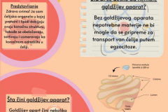 Органеле-реклама-5