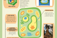 Органеле-реклама-7