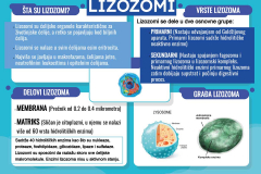 Органеле-реклама-9