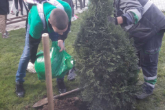 SG_sadnja_drveca_galerija_2