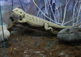 Stvarno drugačiji čas biologije