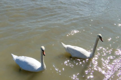 cetvrtaci-galerija-3