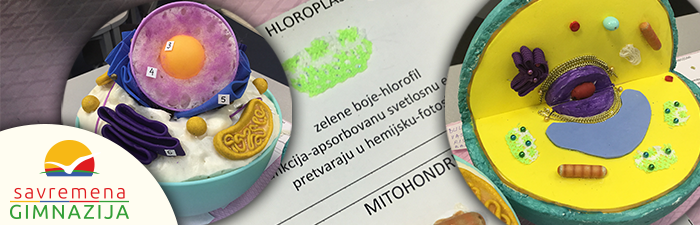 Modeli eukariotskih ćelija