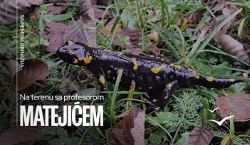 Na terenu sa profesorom Matejićem